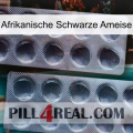 African Black Ant 31